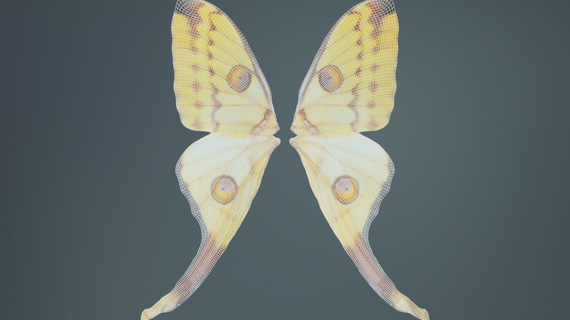 Owlet Moth Noctuoidea 2 Low-poly 3D model_10