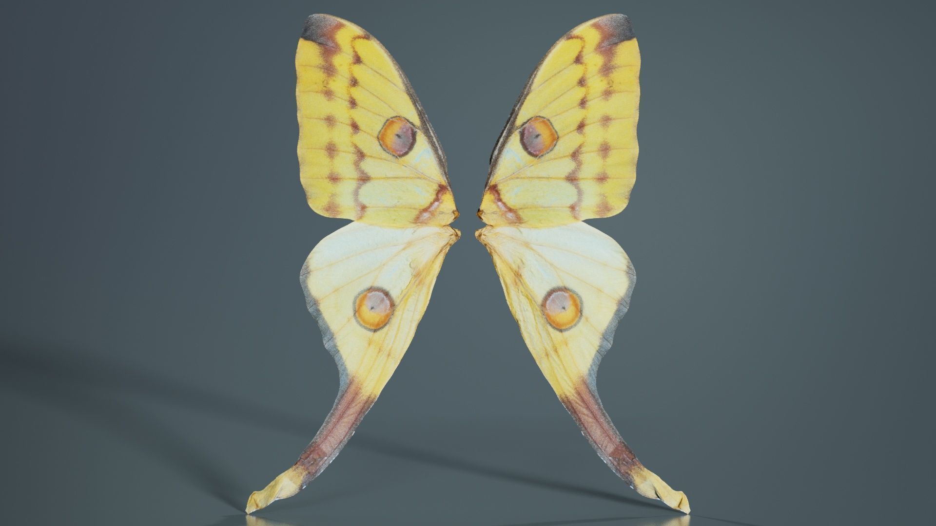 Owlet Moth Noctuoidea 2 Low-poly 3D model_3