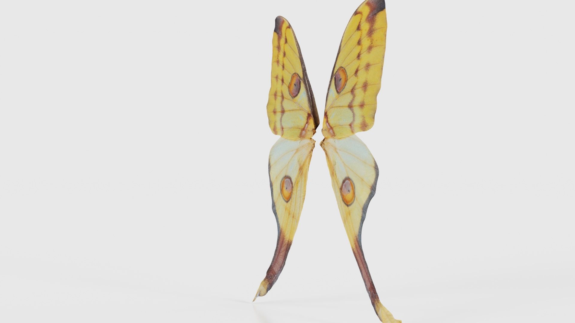 Owlet Moth Noctuoidea 2 Low-poly 3D model_25