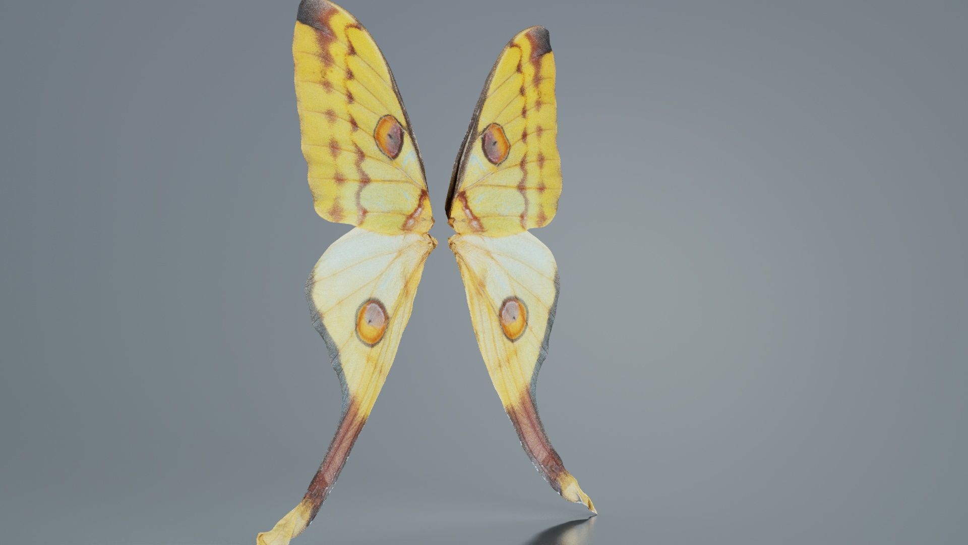 Owlet Moth Noctuoidea 2 Low-poly 3D model_8