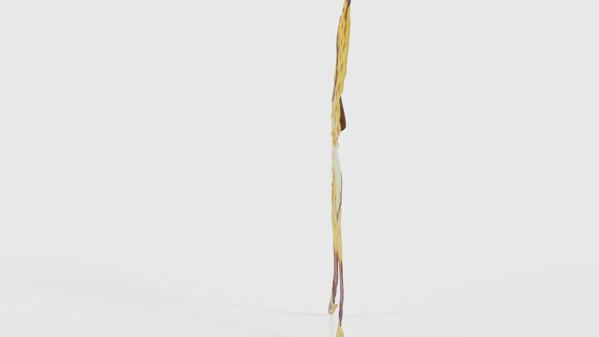 Owlet Moth Noctuoidea 2 Low-poly 3D model_24