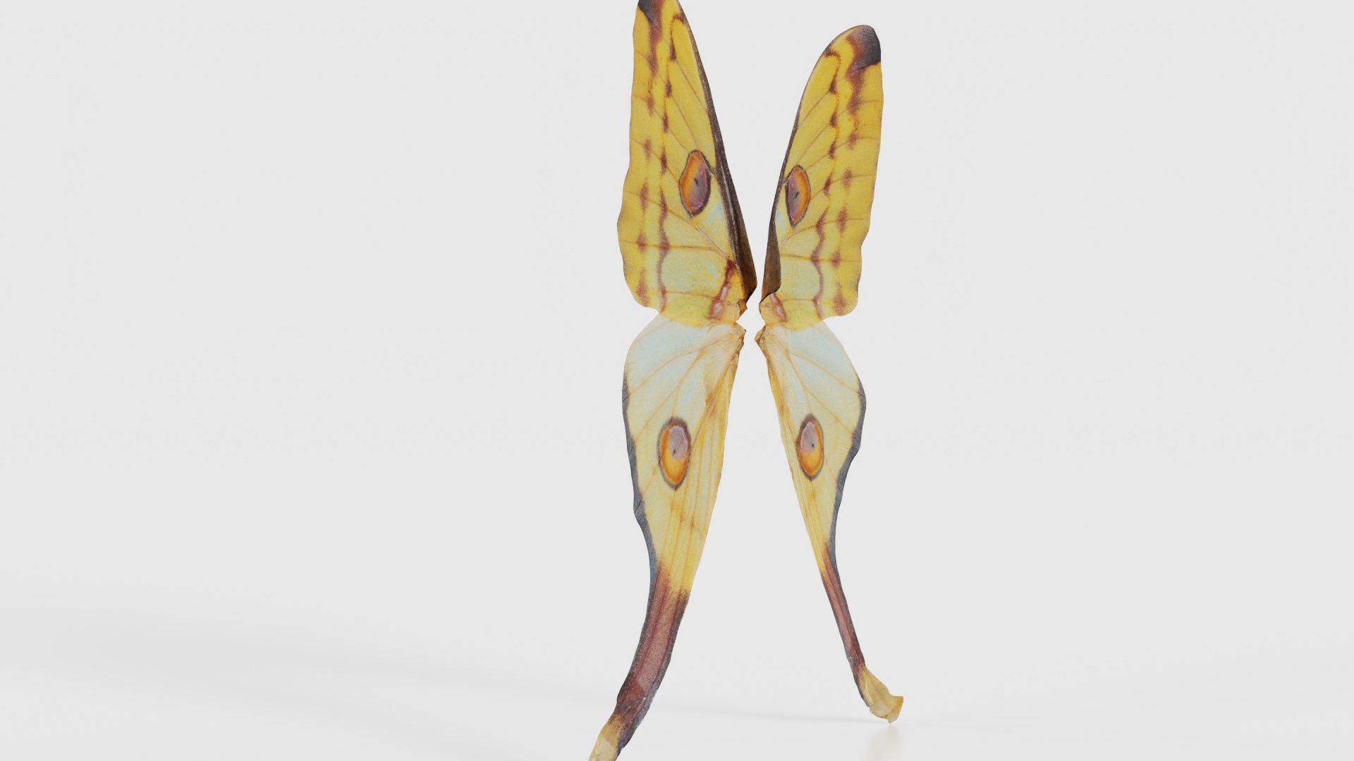 Owlet Moth Noctuoidea 2 Low-poly 3D model_23