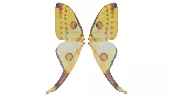 Owlet Moth Noctuoidea 2