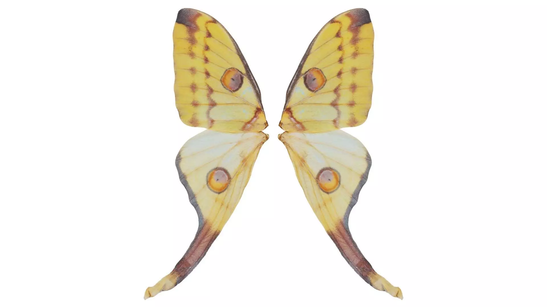 Owlet Moth Noctuoidea 2 Low-poly 3D model_0