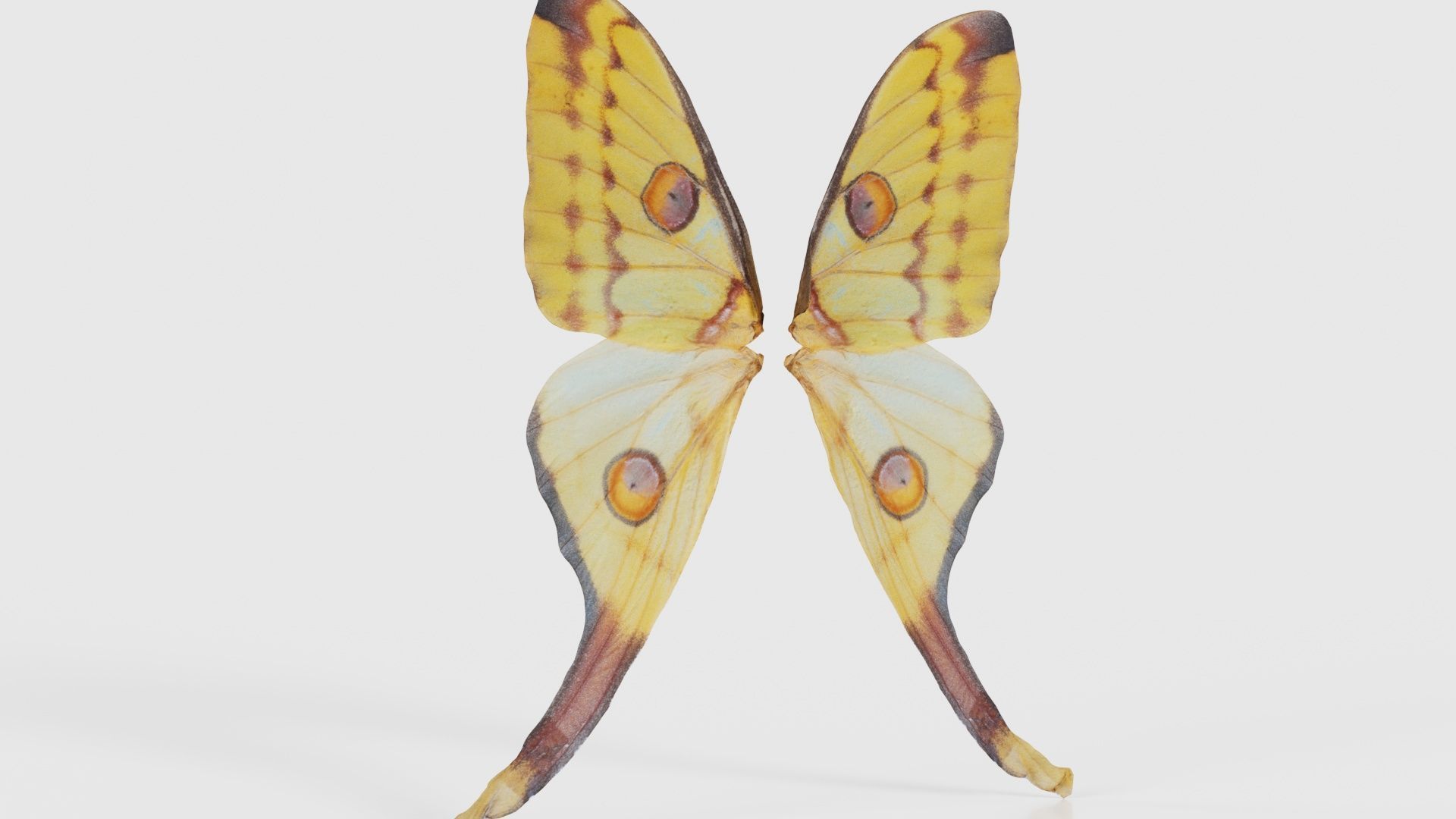 Owlet Moth Noctuoidea 2 Low-poly 3D model_22
