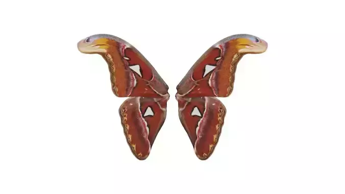 Owlet Moth Noctuoidea 3