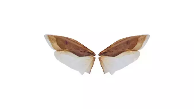 Owlet Moth Noctuoidea 5