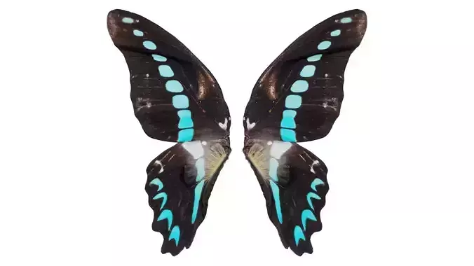 Papilio Nireus African Blue Swallowtail