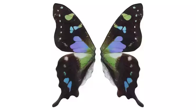 Papilio Nireus African Blue Swallowtail 2