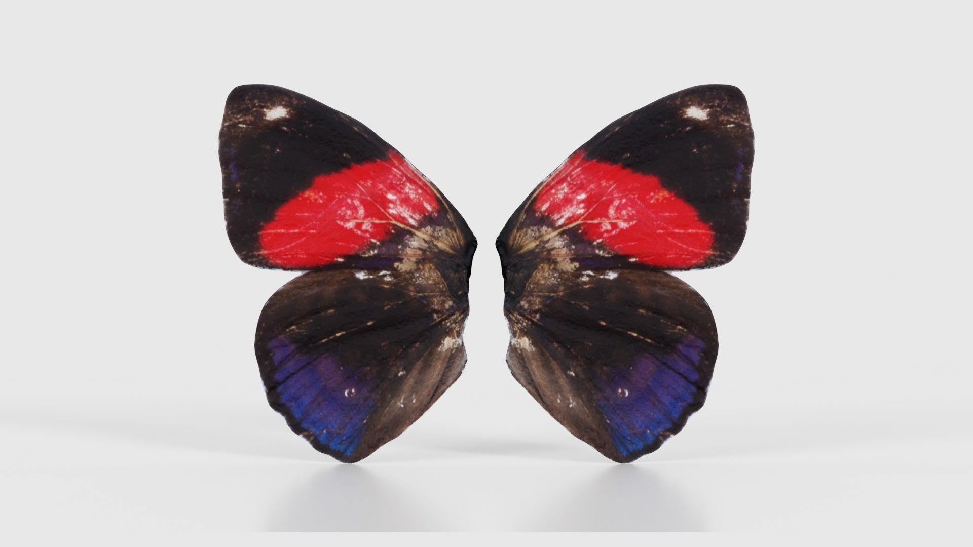 Red Lacewing Cethosia Cyane Low-poly 3D model_15