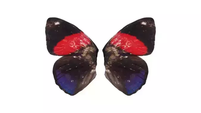 Red Lacewing Cethosia Cyane