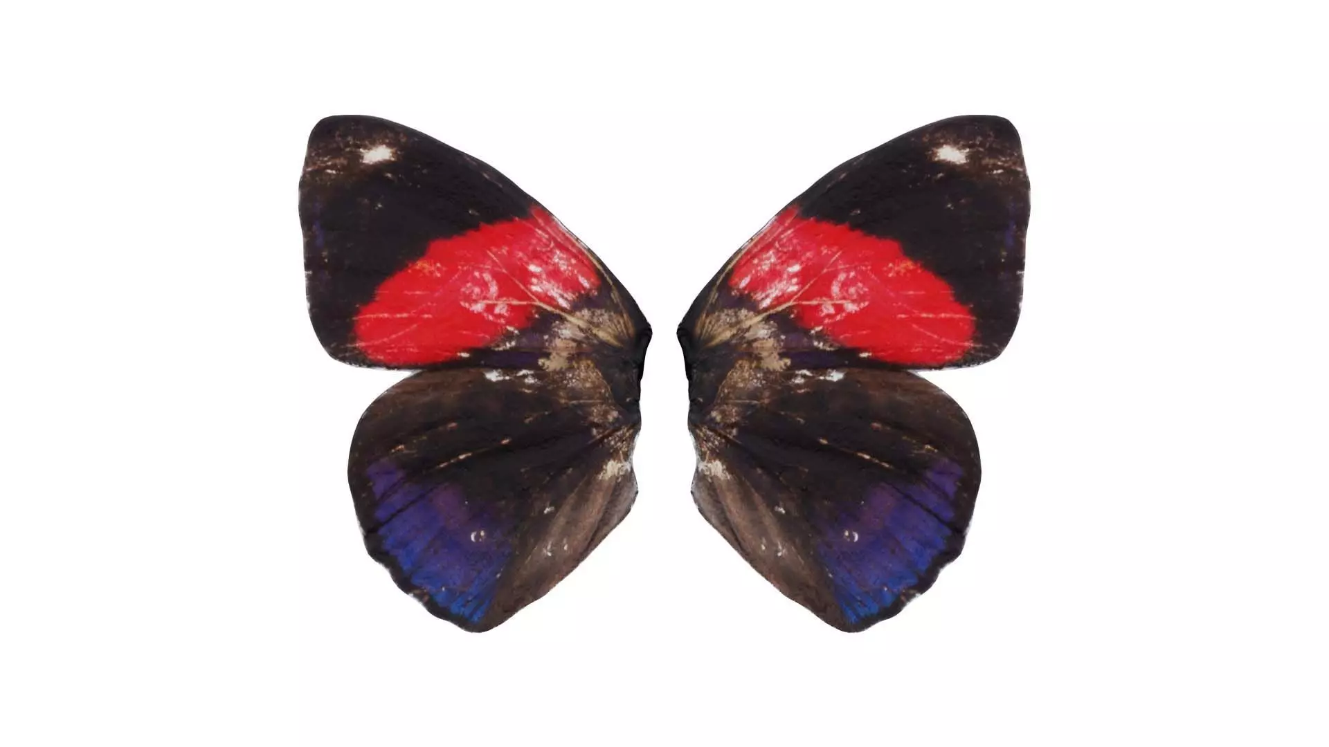 Red Lacewing Cethosia Cyane Low-poly 3D model_0