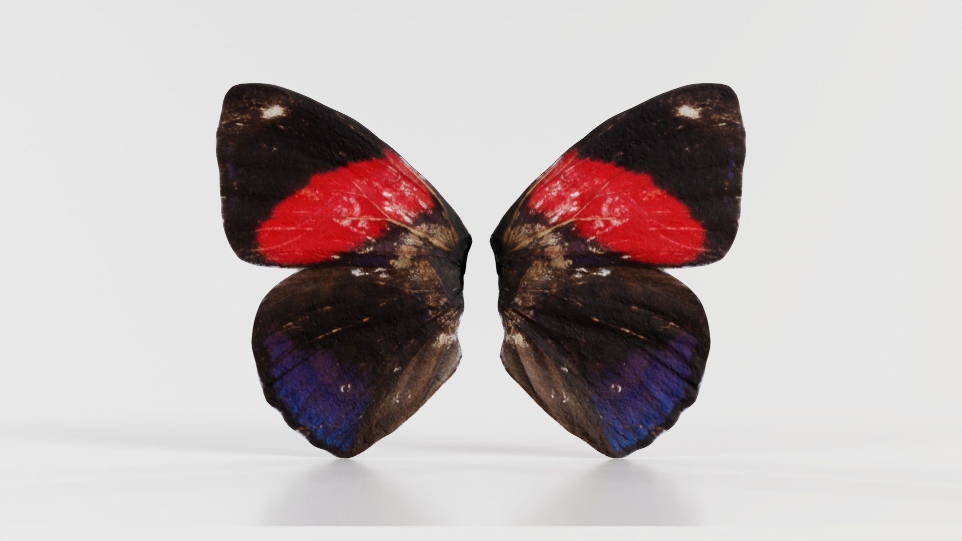 Red Lacewing Cethosia Cyane Low-poly 3D model_2