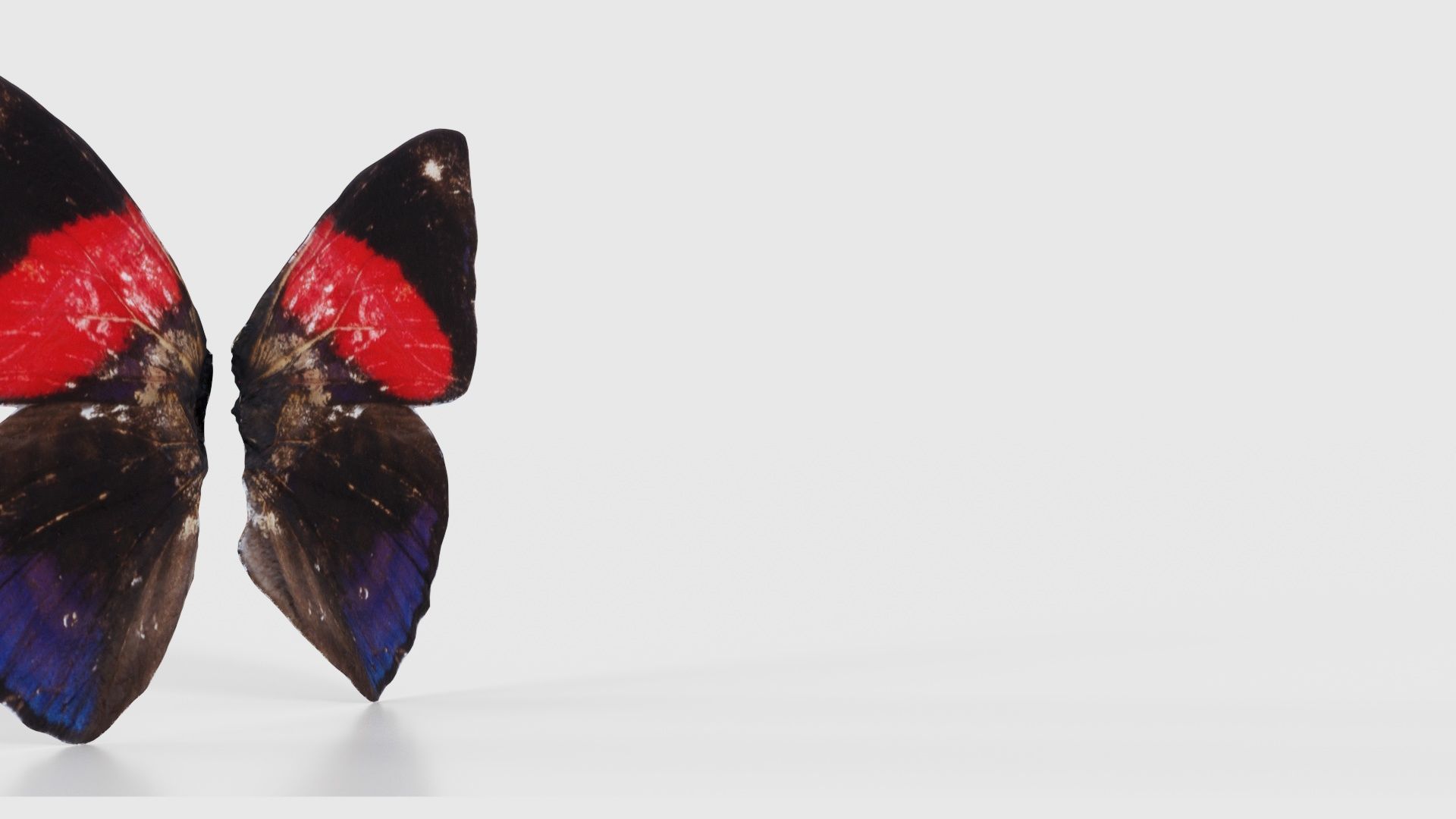 Red Lacewing Cethosia Cyane Low-poly 3D model_17