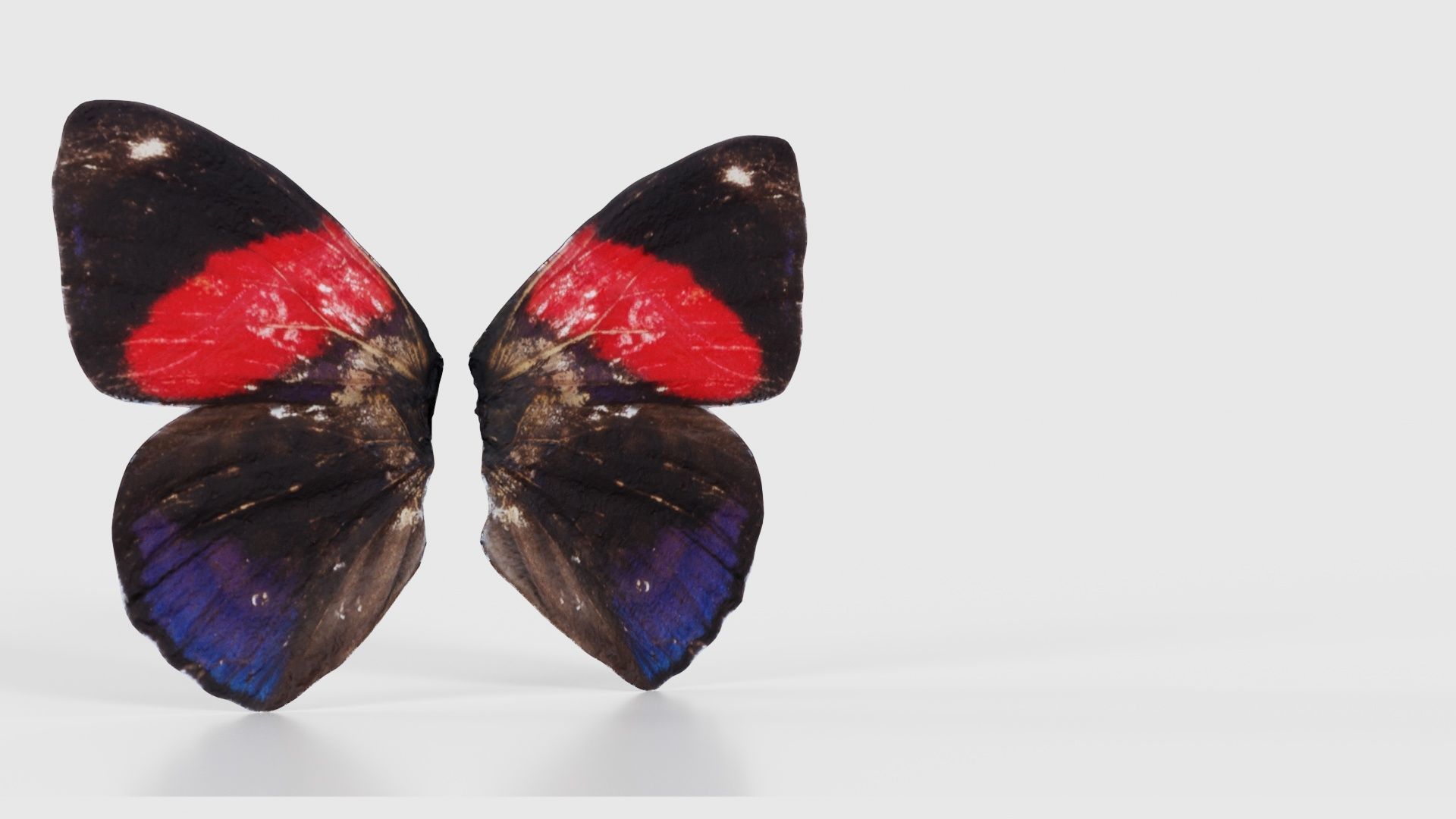 Red Lacewing Cethosia Cyane Low-poly 3D model_16