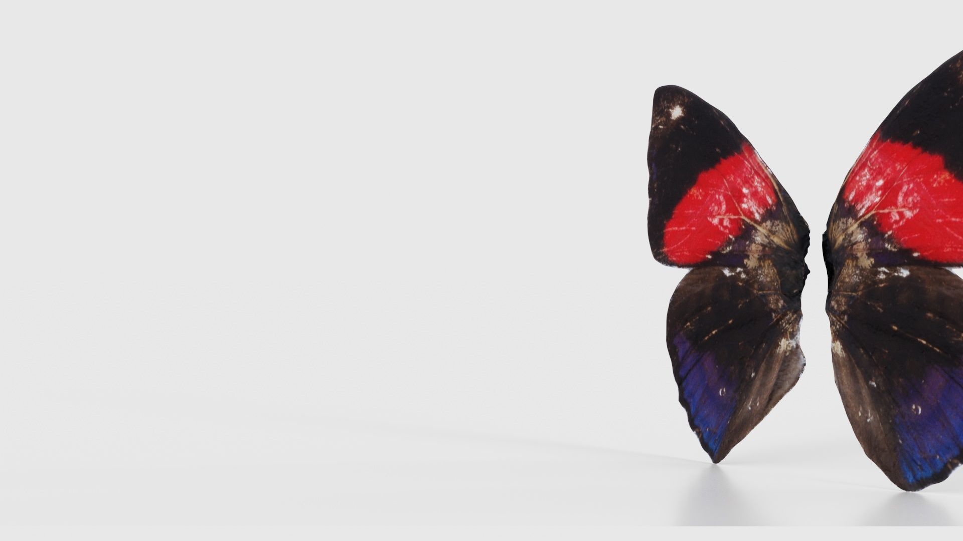 Red Lacewing Cethosia Cyane Low-poly 3D model_25