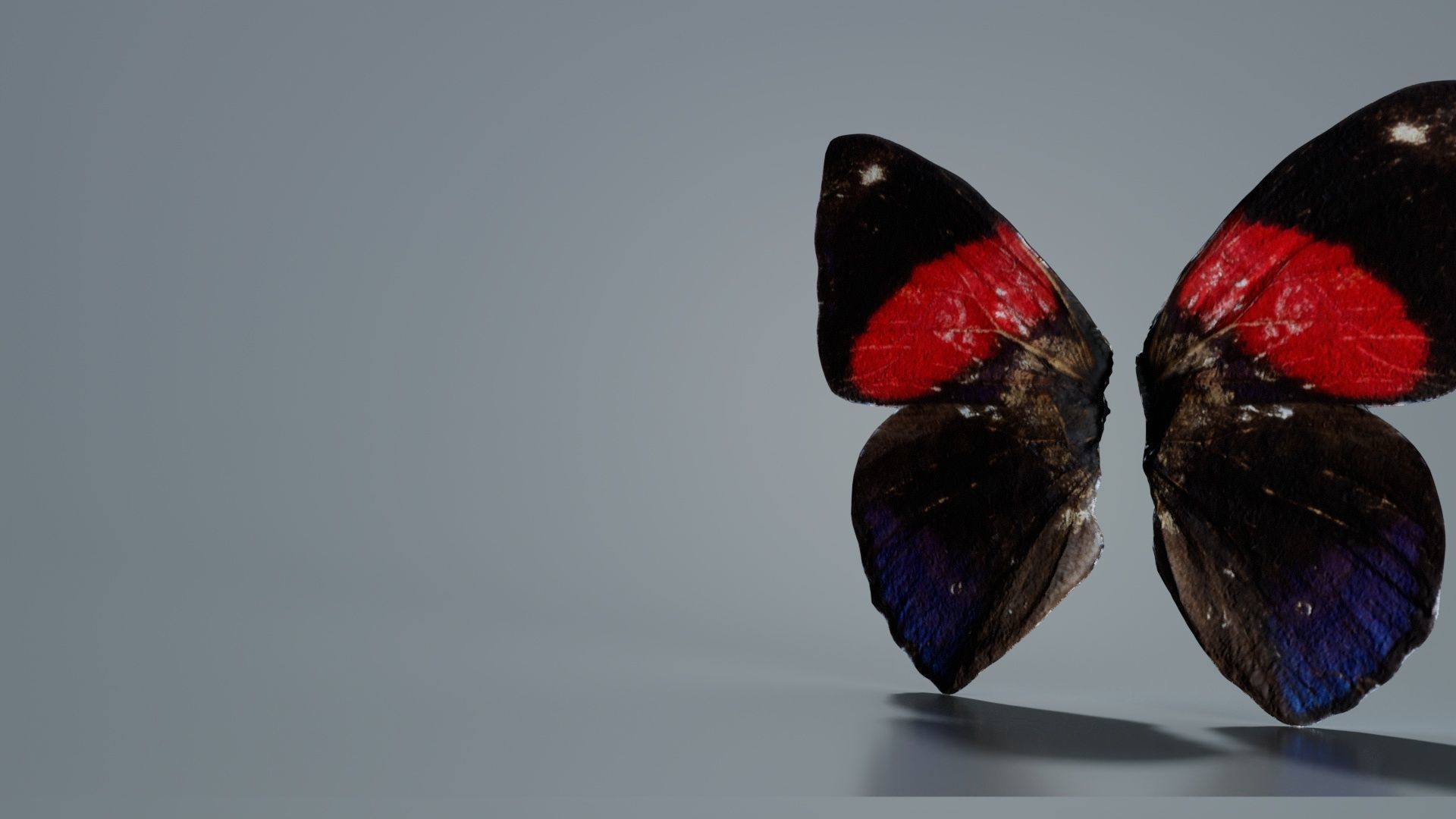 Red Lacewing Cethosia Cyane Low-poly 3D model_8