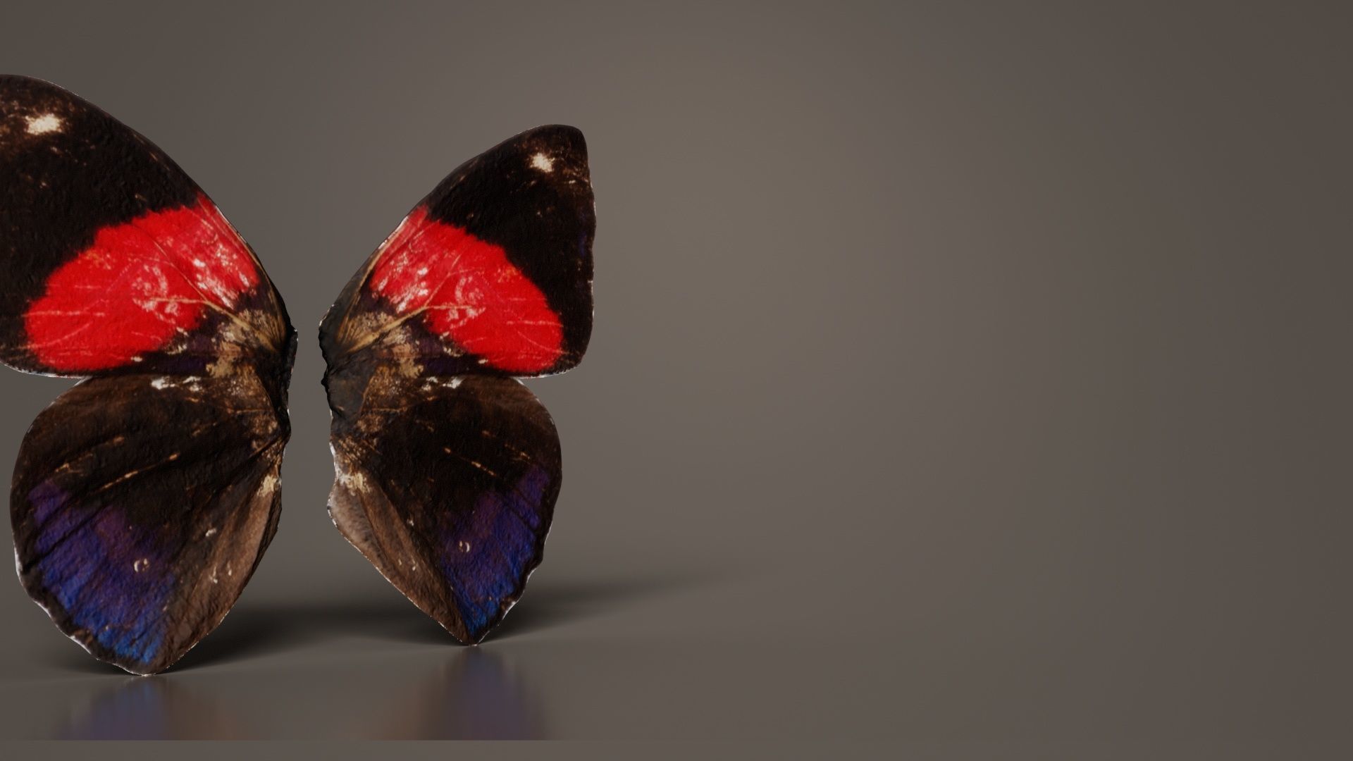 Red Lacewing Cethosia Cyane Low-poly 3D model_3