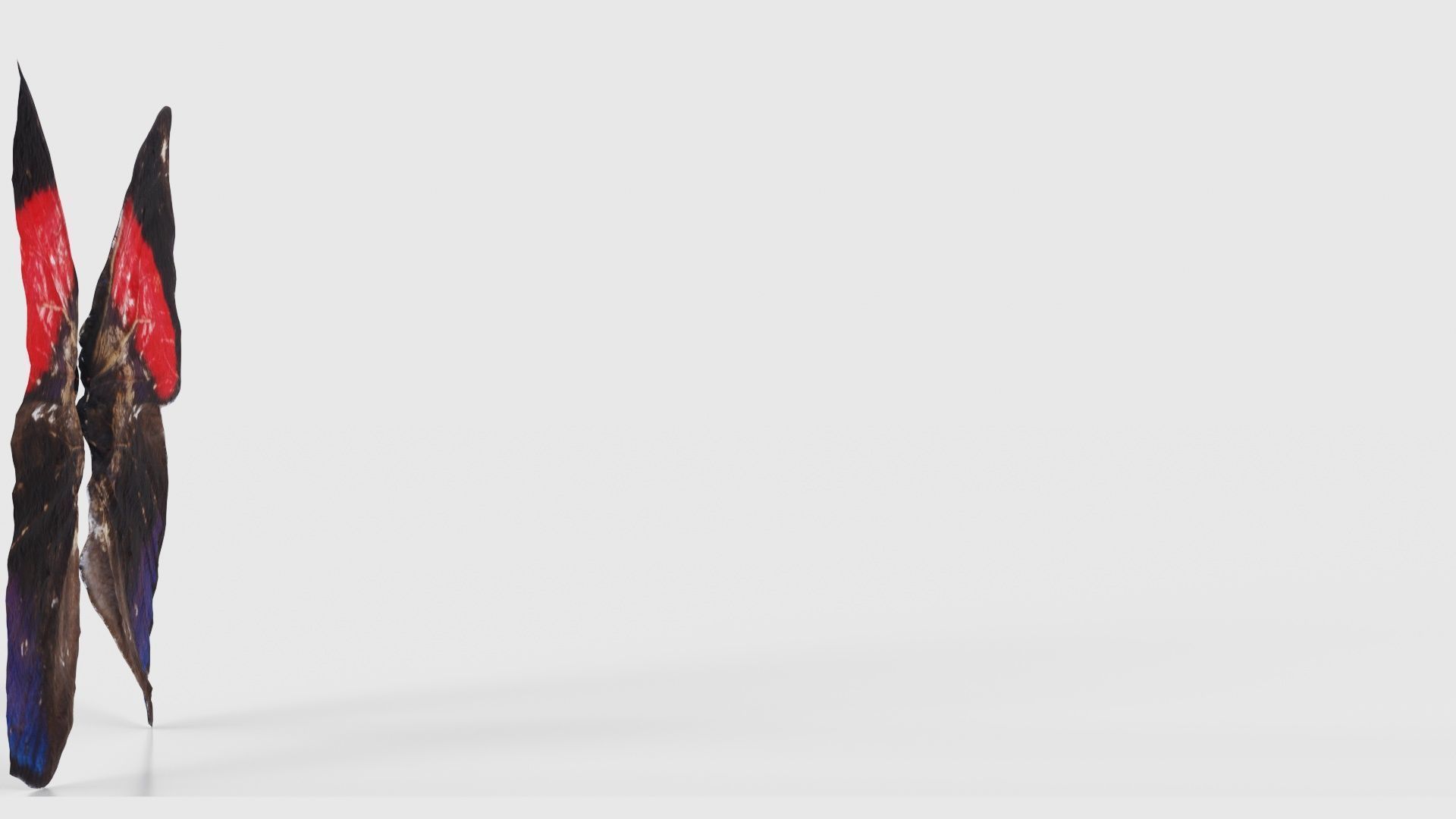 Red Lacewing Cethosia Cyane Low-poly 3D model_18