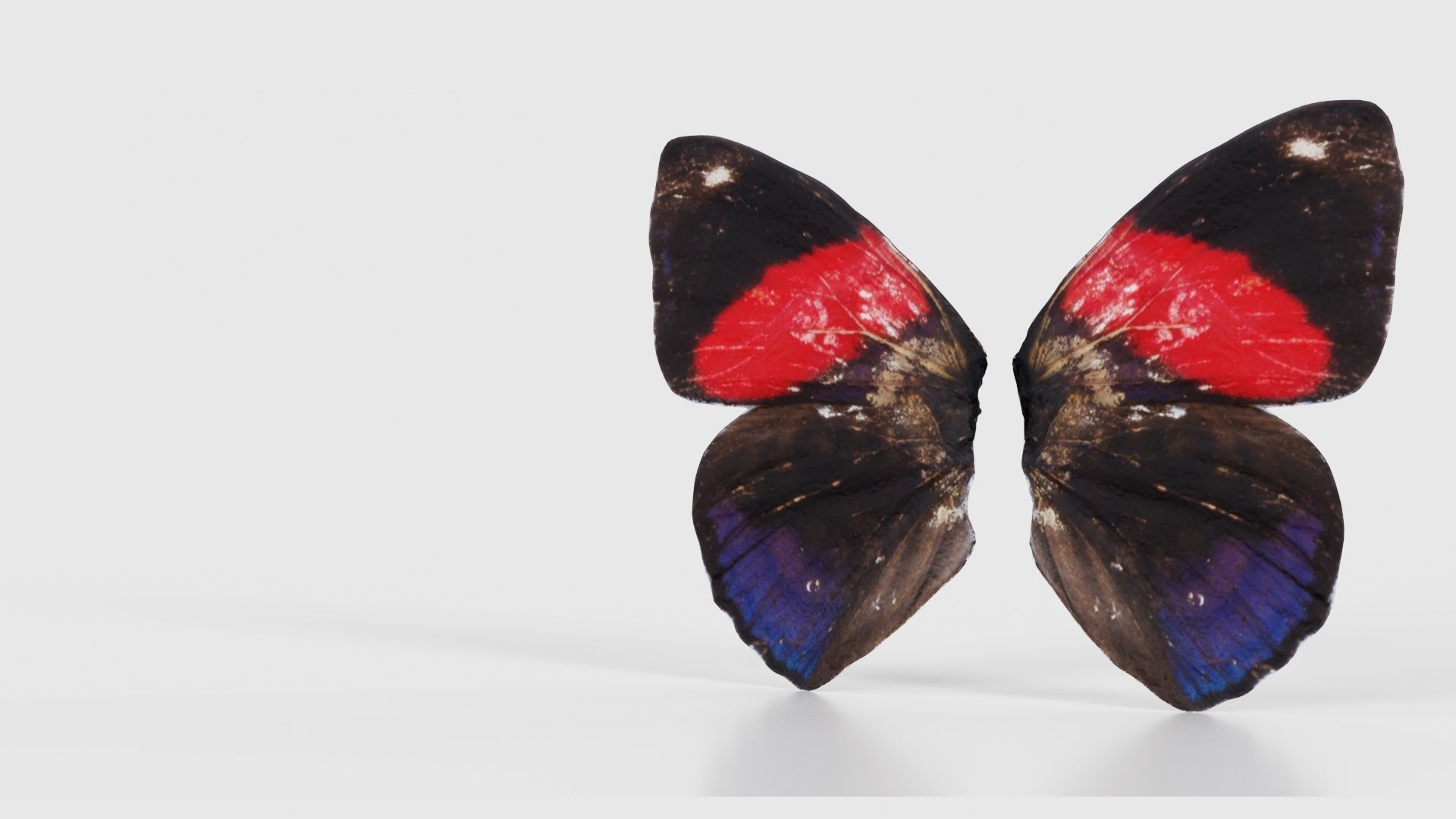 Red Lacewing Cethosia Cyane Low-poly 3D model_26