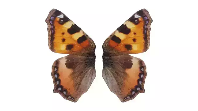 Small Tortoiseshell Aglais Urticae Low-poly 3D model