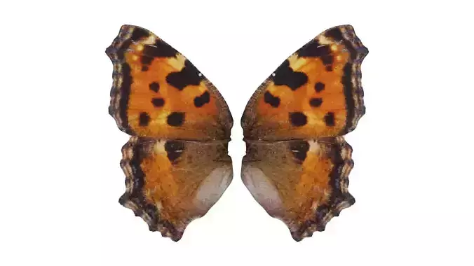 Small Tortoiseshell Aglais Urticae 3 Low-poly 3D model