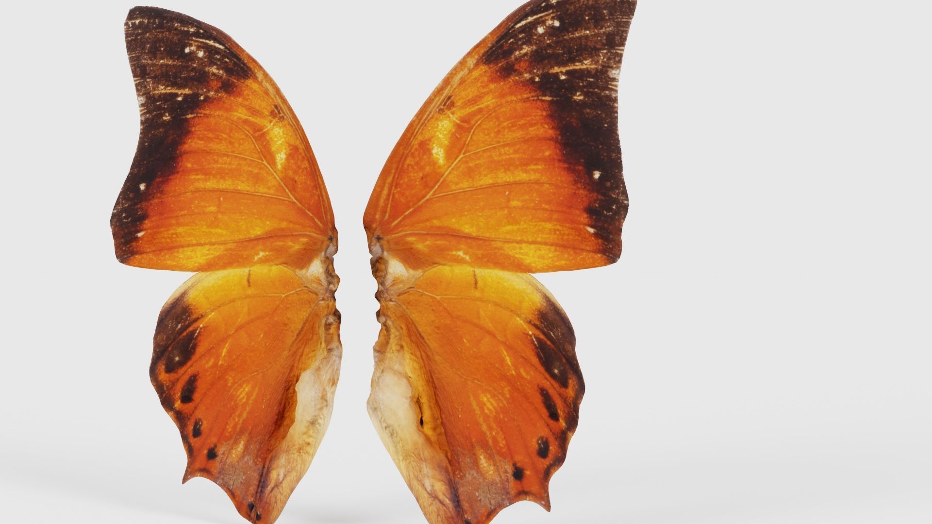 Tawny Rajah Charaxes Bernardus Low-poly 3D model_20