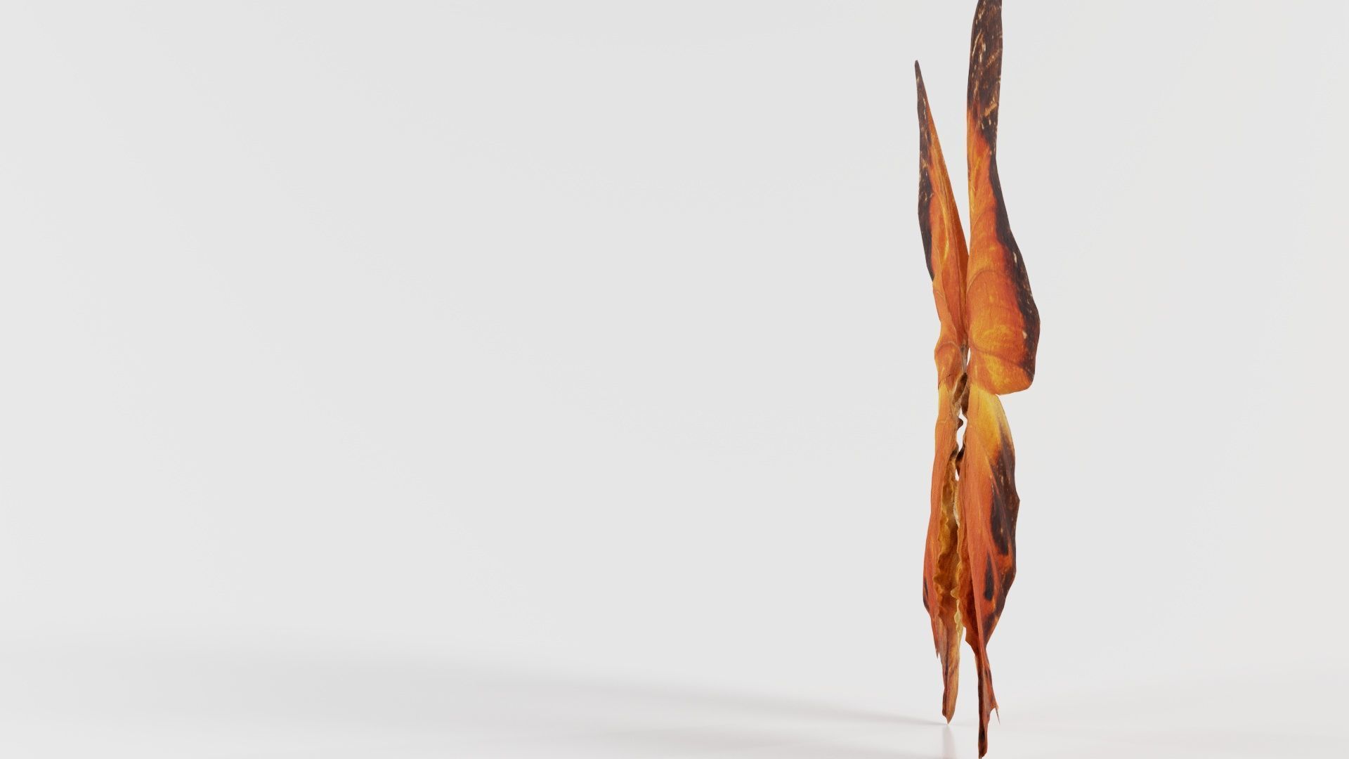 Tawny Rajah Charaxes Bernardus Low-poly 3D model_4