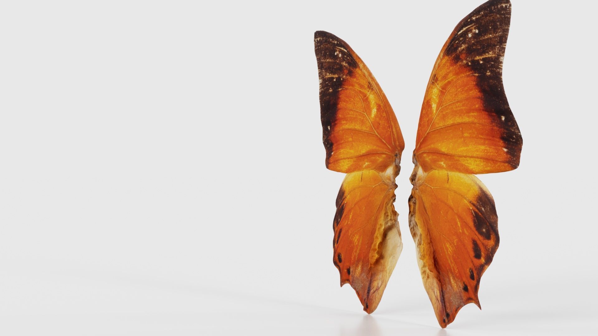 Tawny Rajah Charaxes Bernardus Low-poly 3D model_25