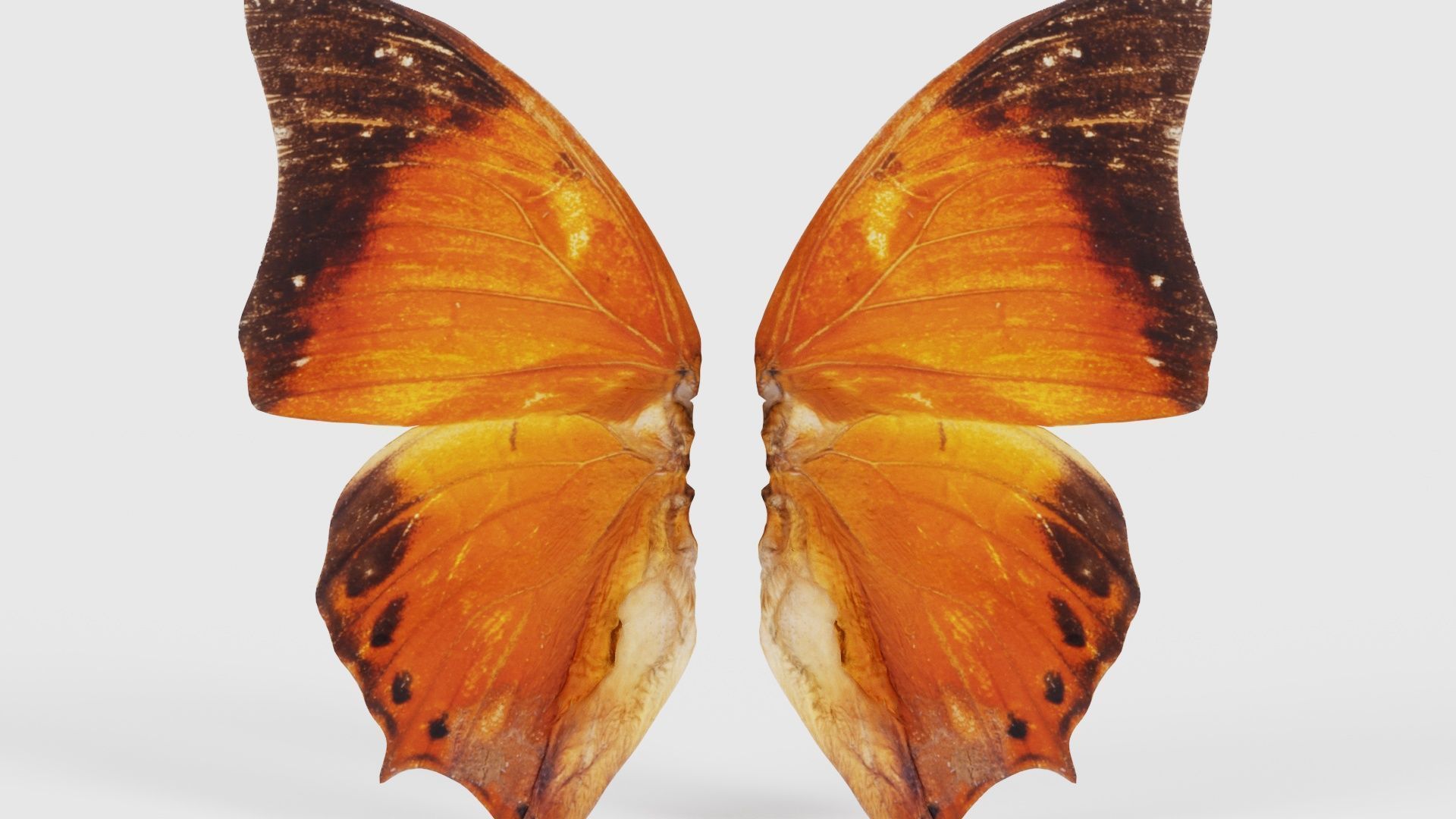 Tawny Rajah Charaxes Bernardus Low-poly 3D model_21