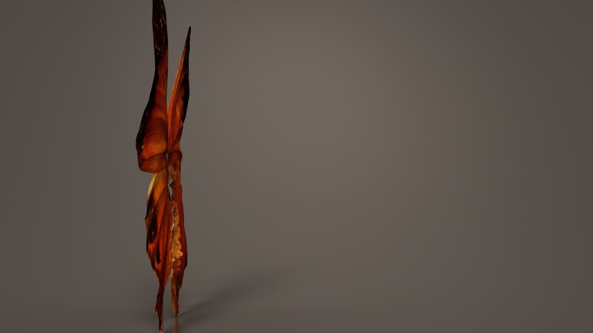 Tawny Rajah Charaxes Bernardus Low-poly 3D model_6