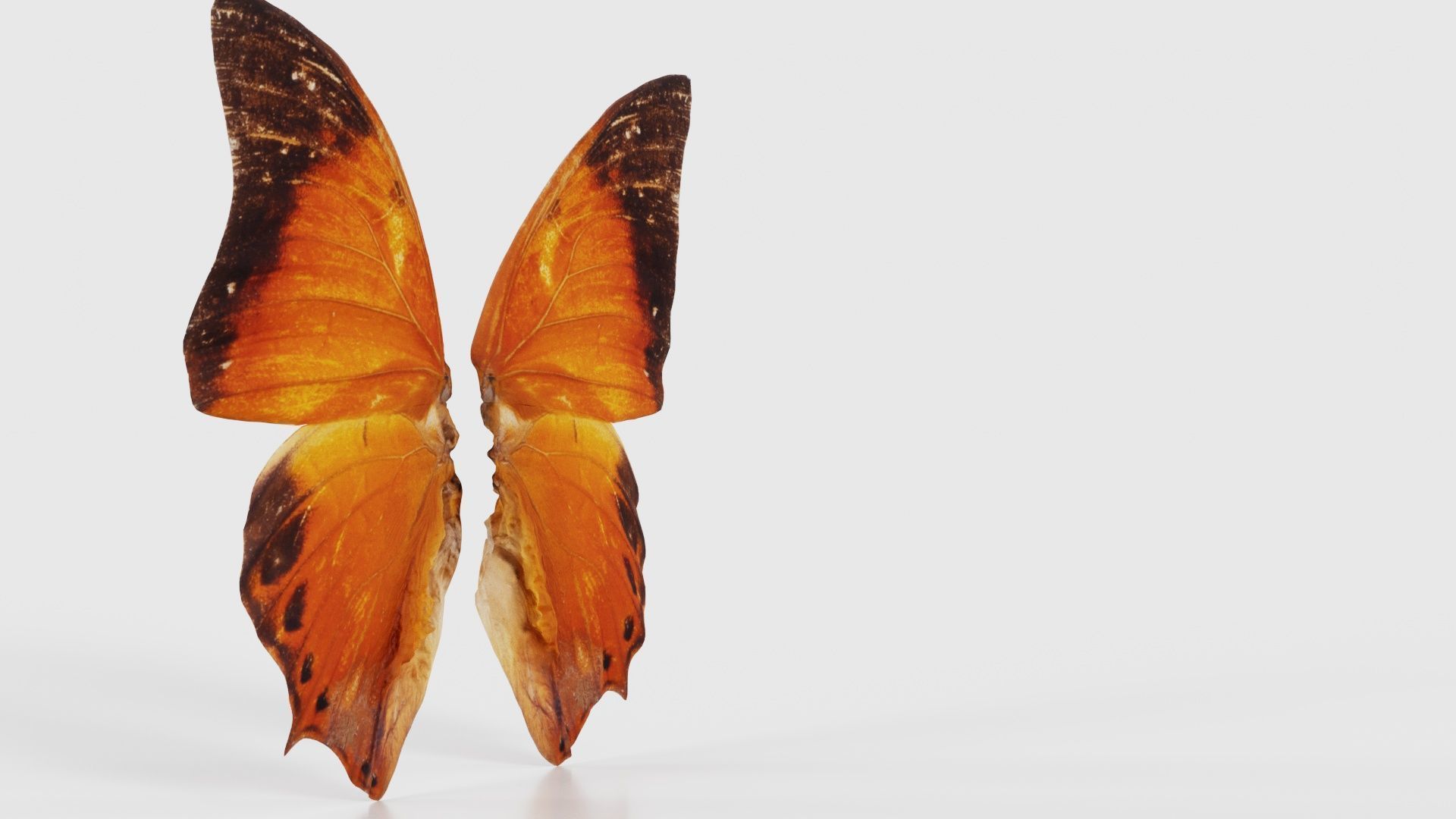 Tawny Rajah Charaxes Bernardus Low-poly 3D model_17