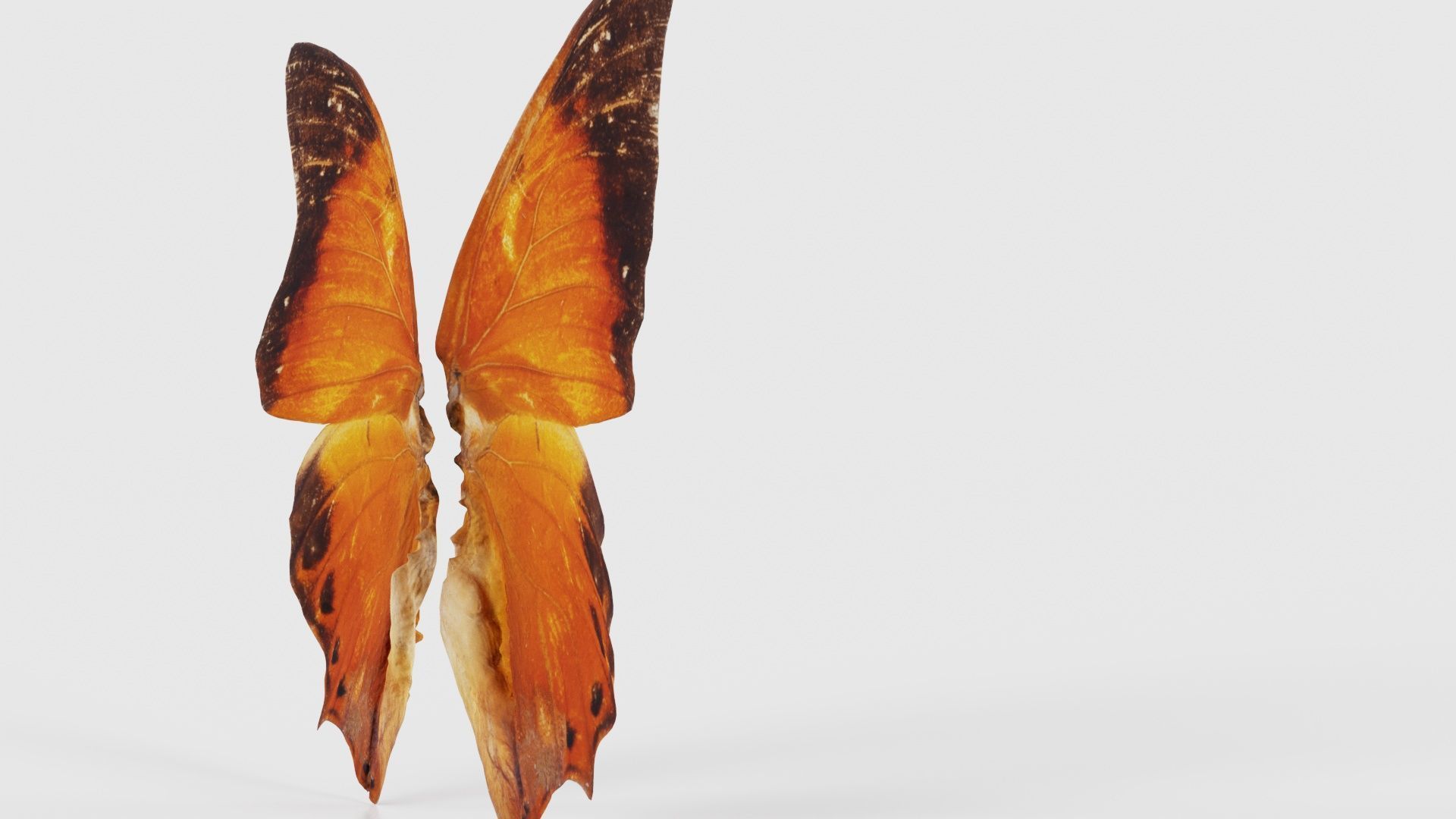 Tawny Rajah Charaxes Bernardus Low-poly 3D model_19