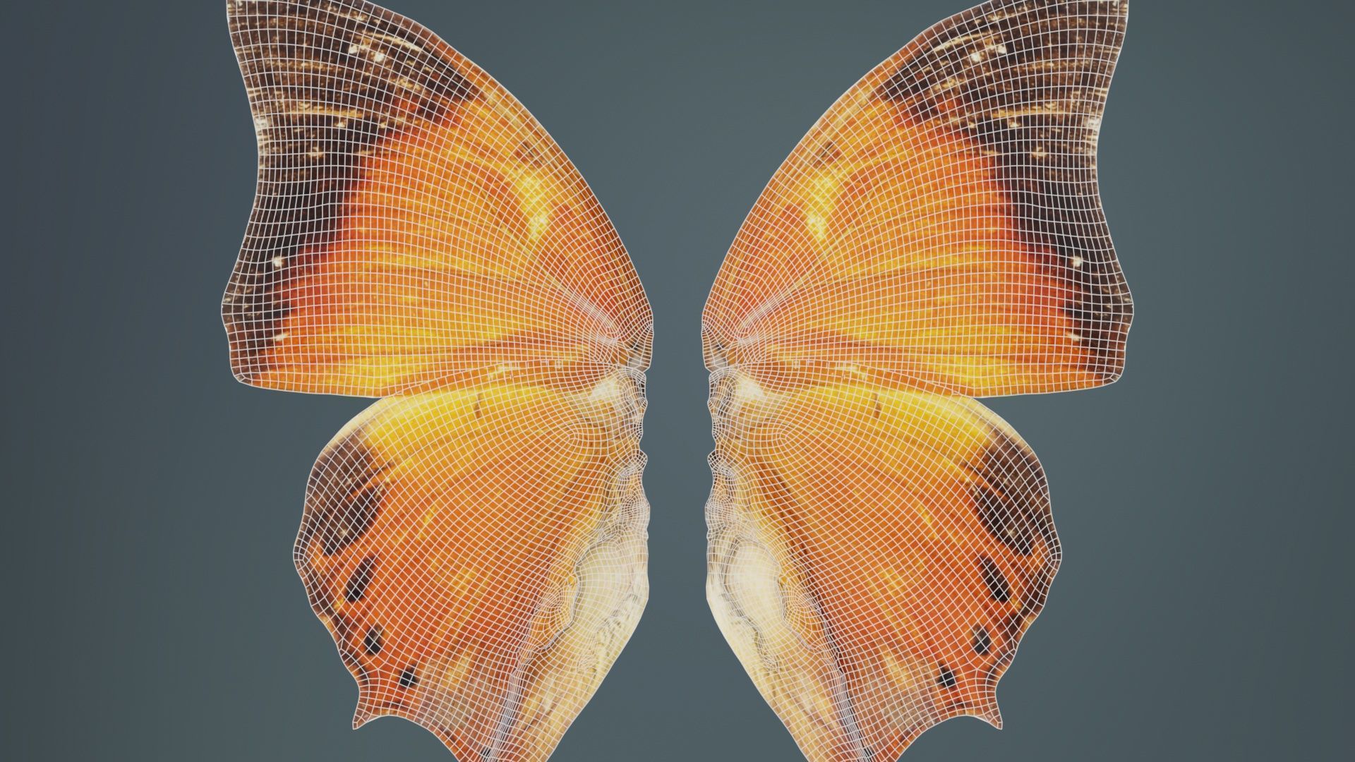 Tawny Rajah Charaxes Bernardus Low-poly 3D model_10