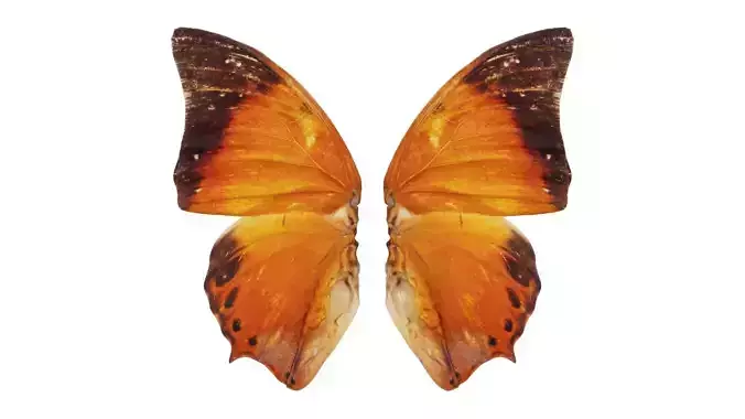 Tawny Rajah Charaxes Bernardus