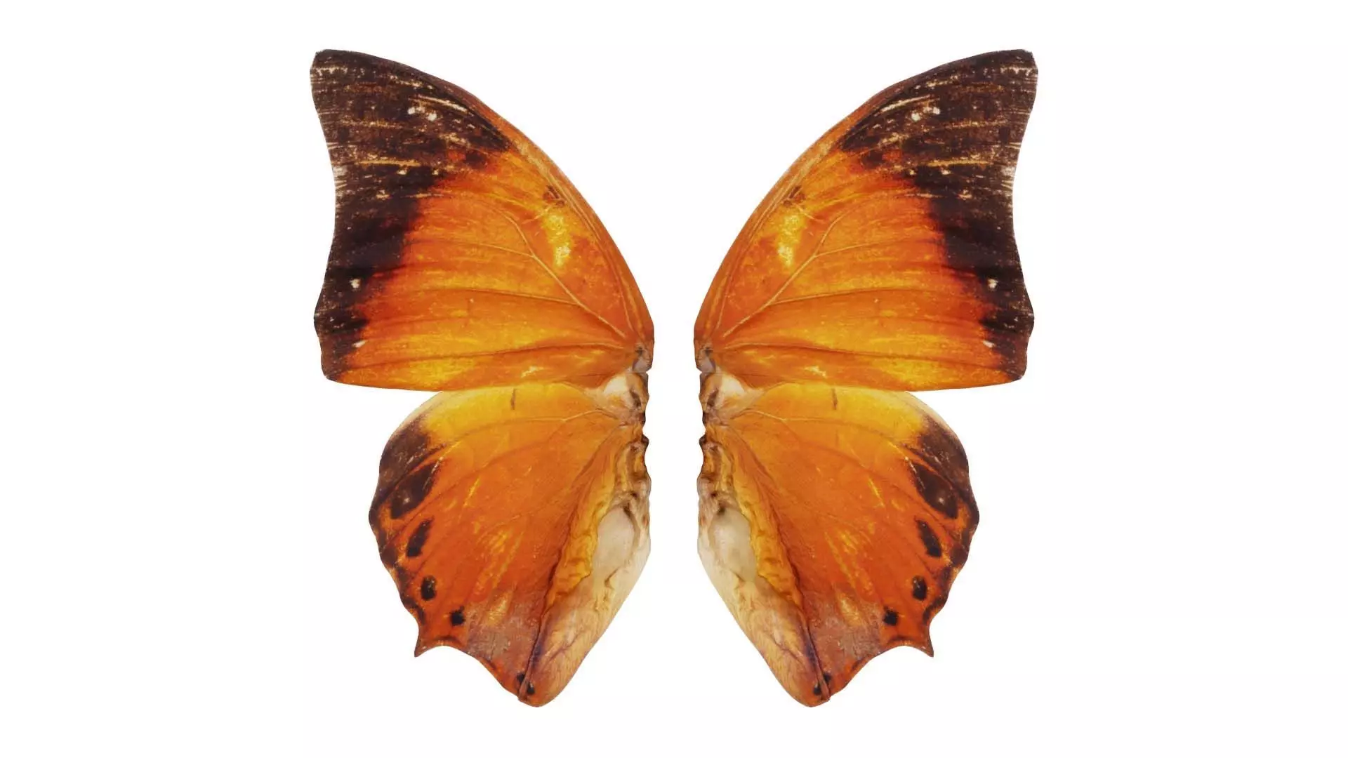 Tawny Rajah Charaxes Bernardus Low-poly 3D model_0