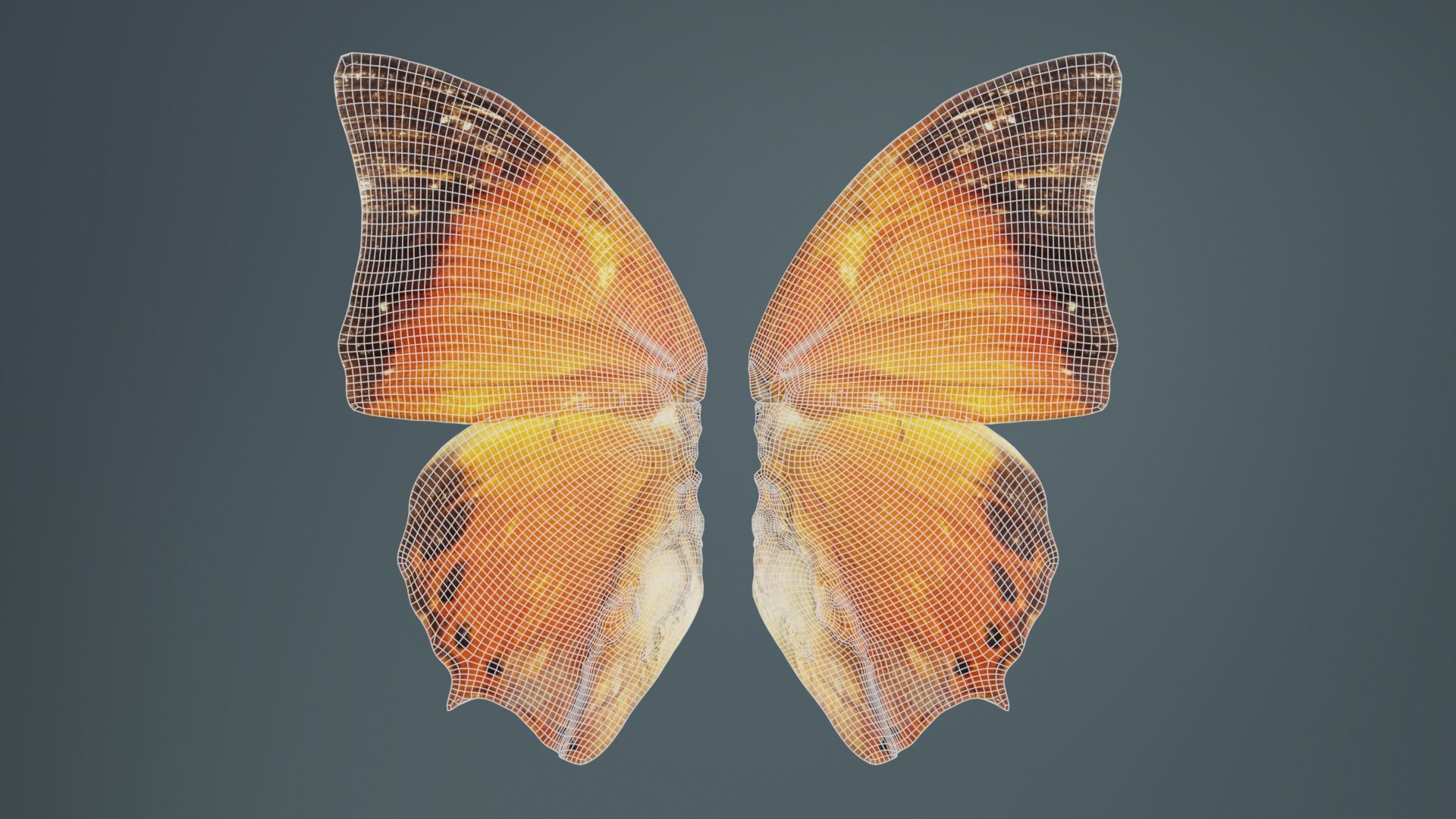 Tawny Rajah Charaxes Bernardus Low-poly 3D model_9