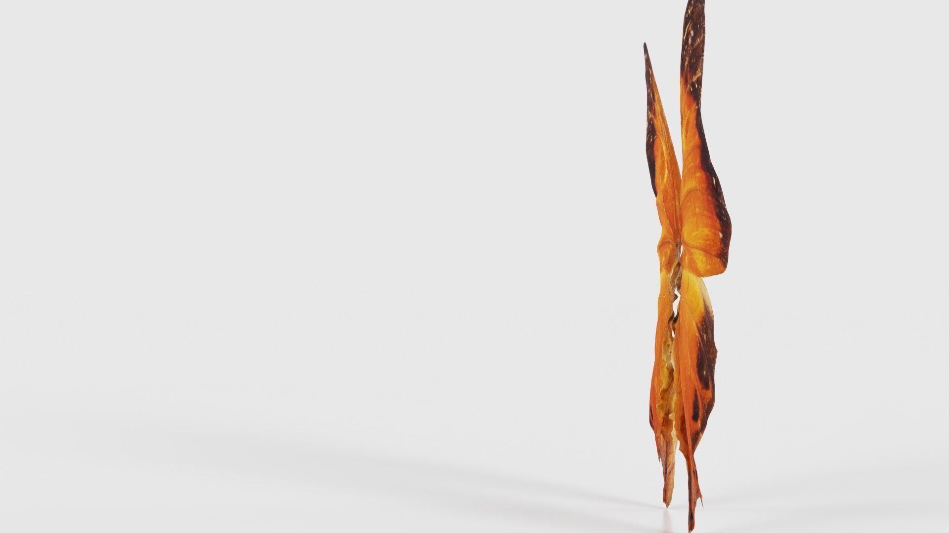 Tawny Rajah Charaxes Bernardus Low-poly 3D model_24