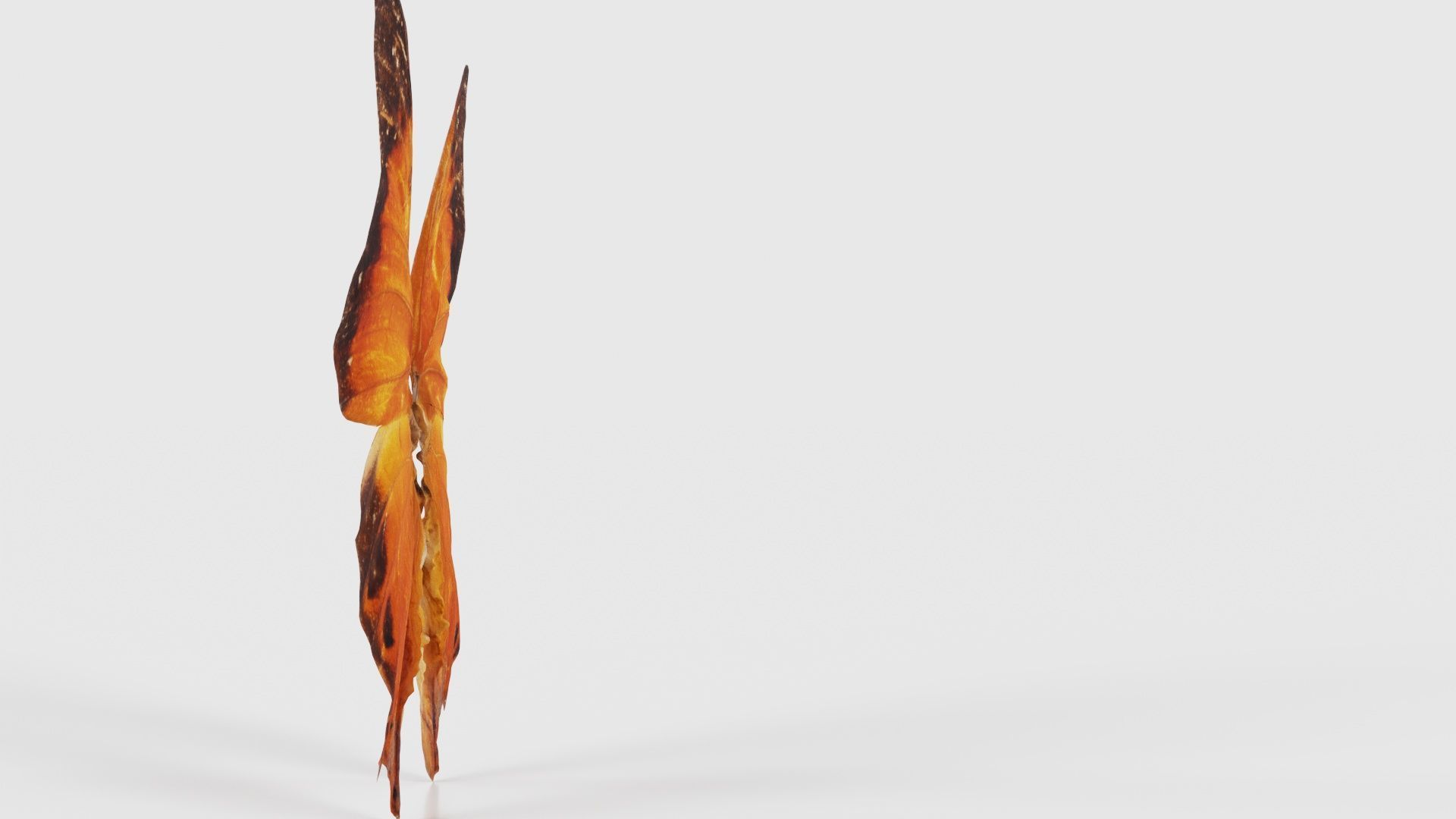 Tawny Rajah Charaxes Bernardus Low-poly 3D model_18