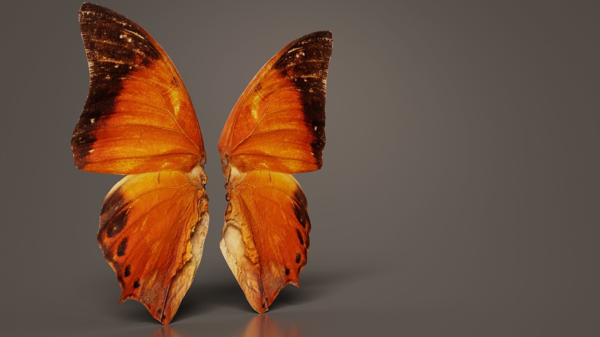 Tawny Rajah Charaxes Bernardus Low-poly 3D model_1