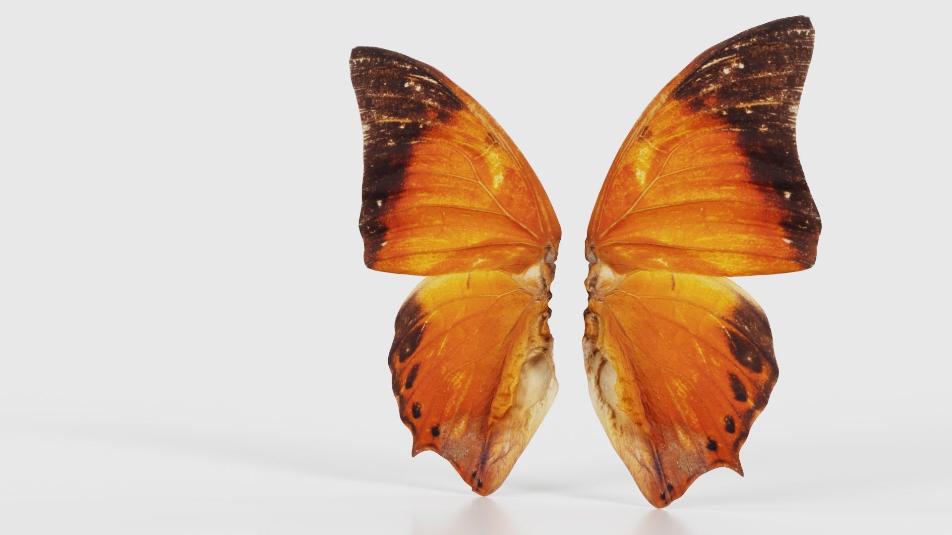 Tawny Rajah Charaxes Bernardus Low-poly 3D model_26