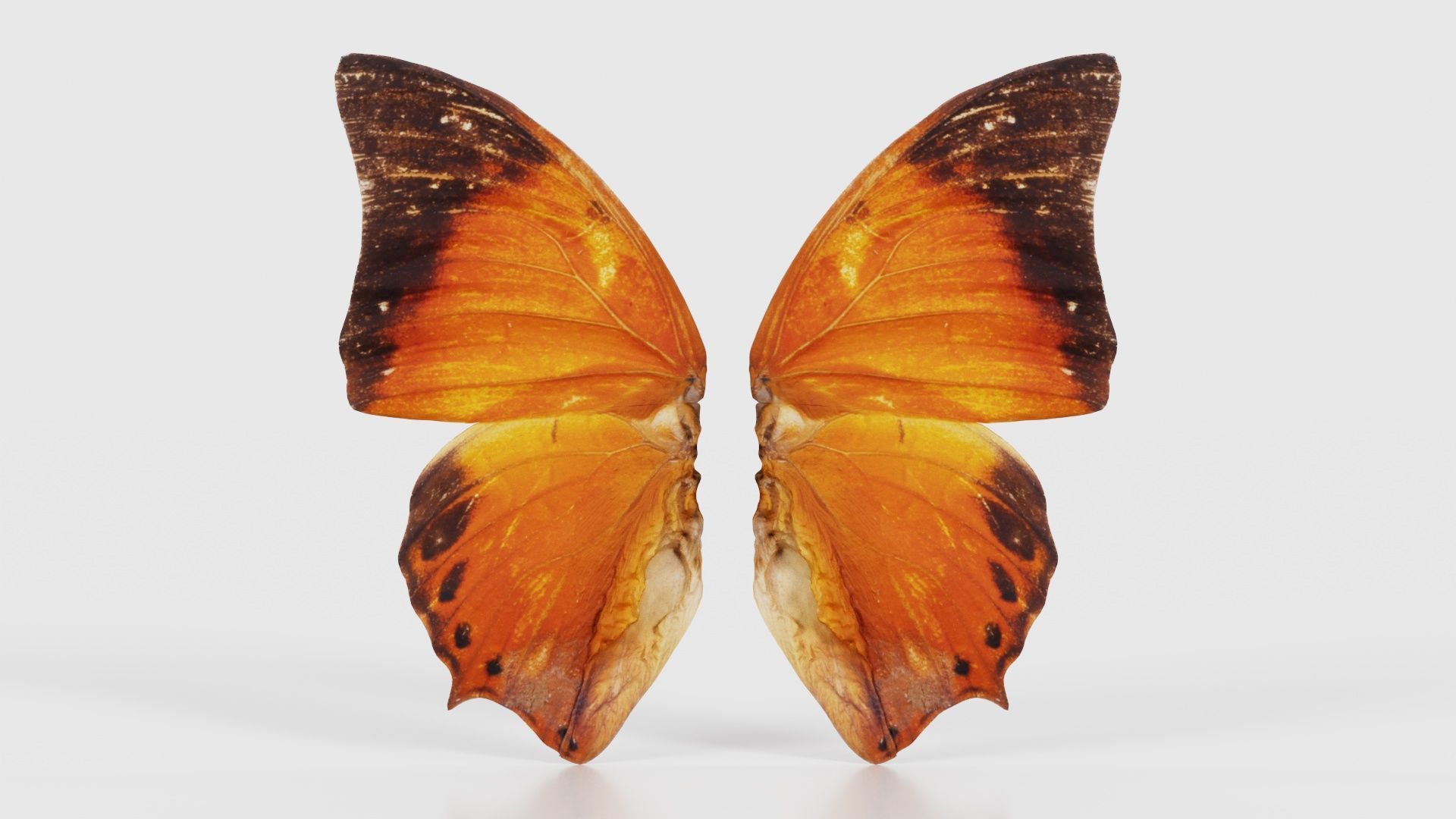 Tawny Rajah Charaxes Bernardus Low-poly 3D model_15