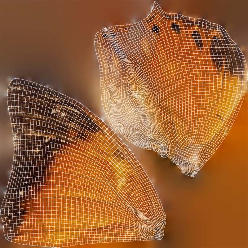 Tawny Rajah Charaxes Bernardus Low-poly 3D model_14