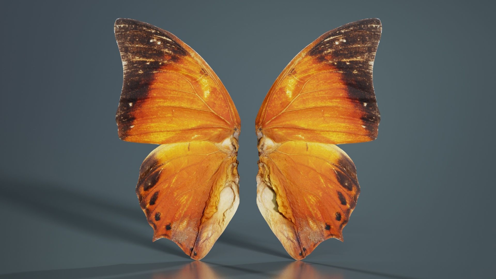 Tawny Rajah Charaxes Bernardus Low-poly 3D model_8