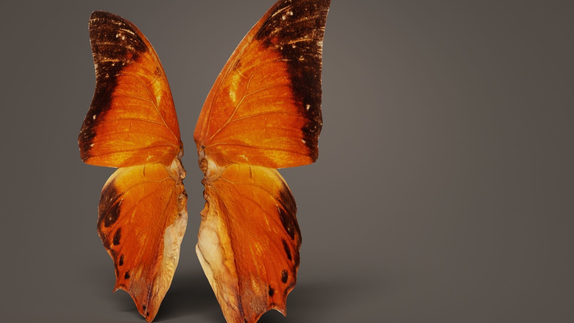 Tawny Rajah Charaxes Bernardus Low-poly 3D model_7