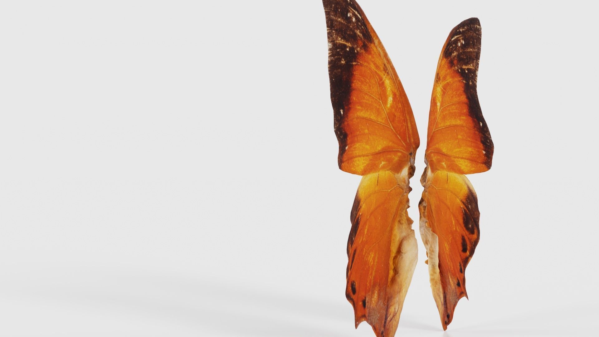 Tawny Rajah Charaxes Bernardus Low-poly 3D model_23