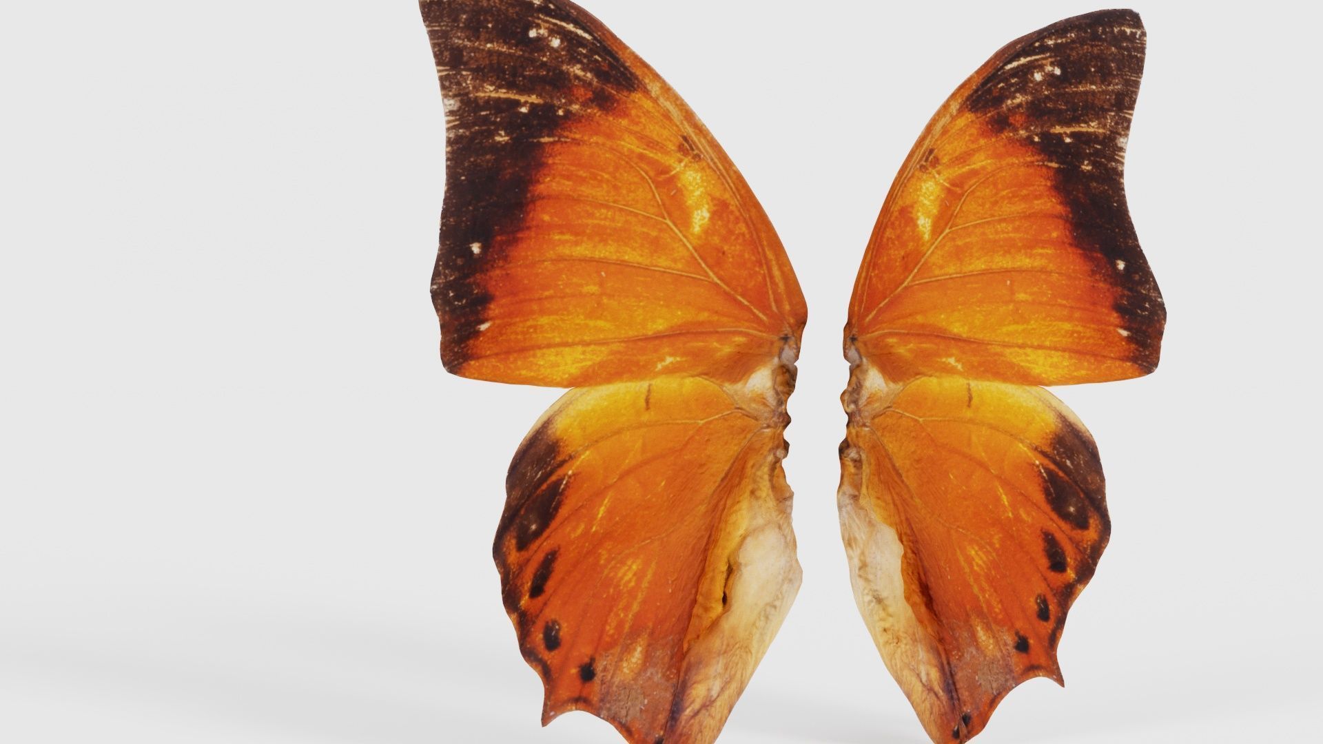 Tawny Rajah Charaxes Bernardus Low-poly 3D model_22