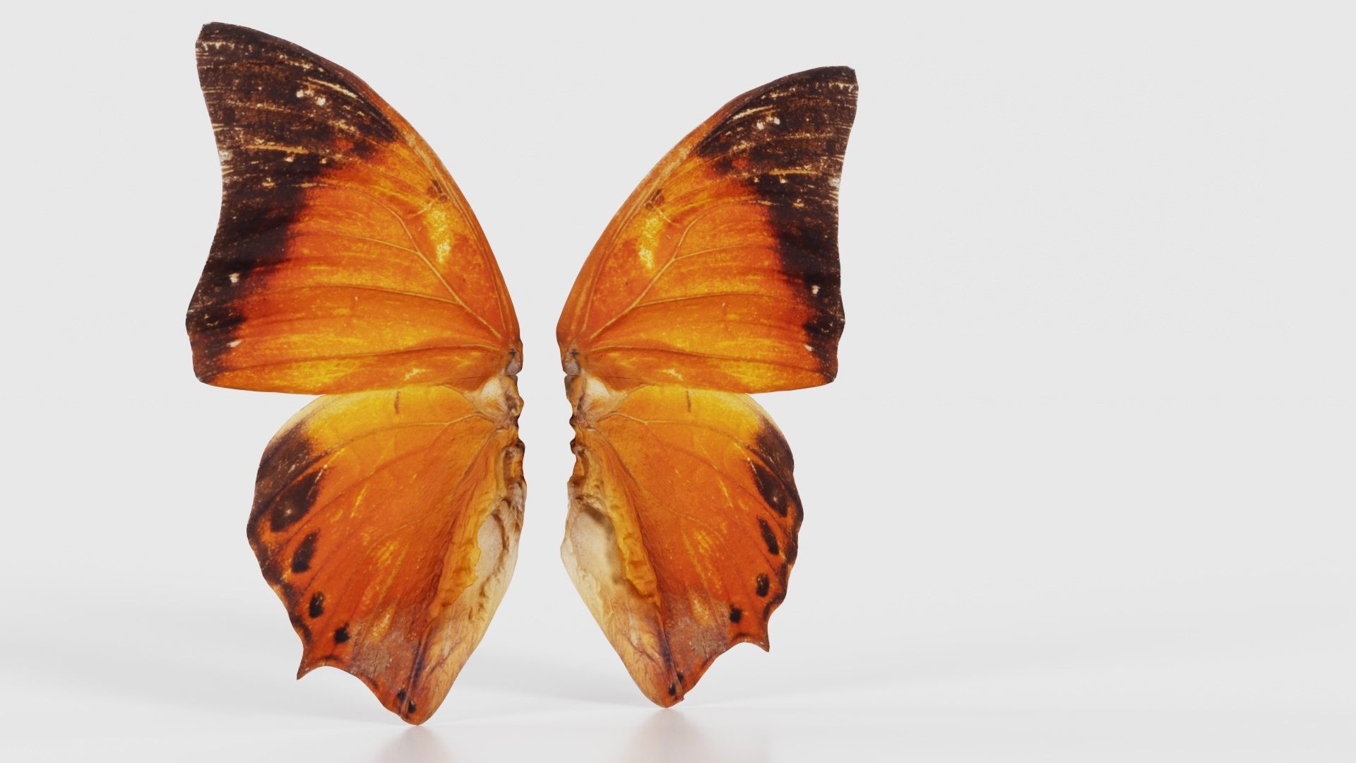 Tawny Rajah Charaxes Bernardus Low-poly 3D model_16