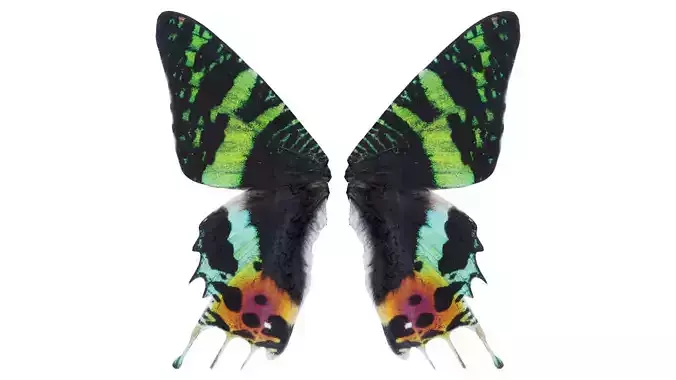Urania Leilus Madagascan Sunset Moth