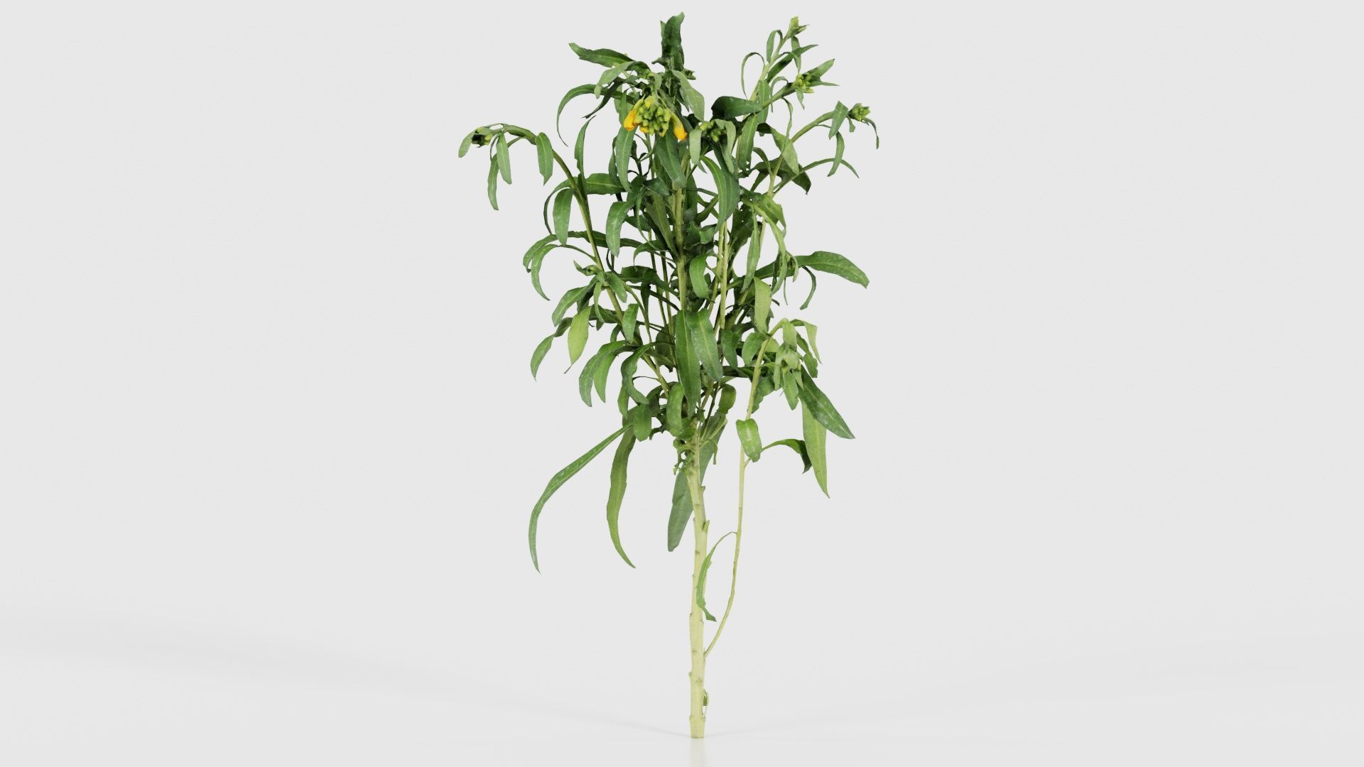 Aegean Garden Wallflower Erysimum Cheiri Low-poly 3D model_26